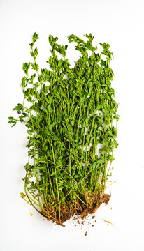 Alfalfa stalks against a white background