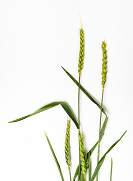 Wheat stalks against a white background