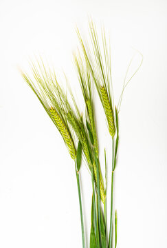 Barley stalks against a white background