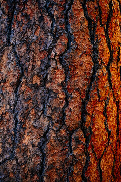 Detail of the bark of a Ponderosa Pine in Oak Creek Canyon, near Sedona Arizona