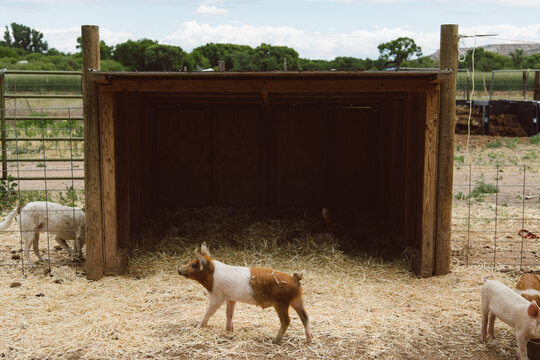 A white and brown piglet walking in front of a hay-filled hutch on a farm 