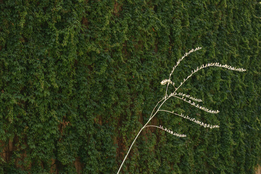 Greening elements and native tree shading on a building Phoenix, Arizona