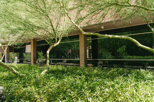 Greening elements and native Palo Verde tree shading in Phoenix, Arizona