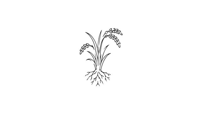 Simple Rice Plant Illustration with Roots and Grains