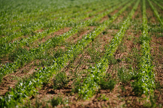 Sweet corn under drip irrigation at a farm in Arizona
