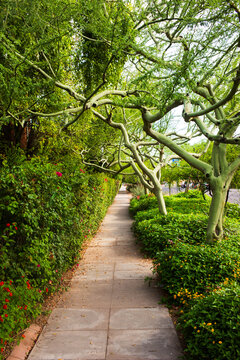 Palo Verde trees lining a sidewalk in the Roosevelt Row district of Phoenix, Arizona
