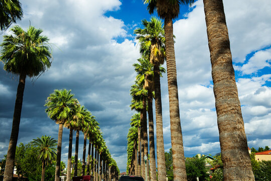 Palm trees line an avenue in Phoenix, Arizona
