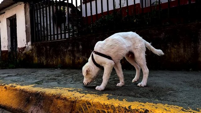 White dog walking along concrete sidewalk near buildings and curb, showing urban pet scene, street detail and small town travel context, suitable for stock footage about travel, nature, lifestyle
