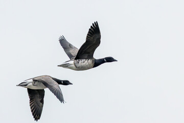 Fototapeta premium Two Brent Geese Flying