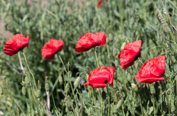 Obraz premium Red flowers of corn poppy in summer