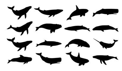 Marine whale silhouette vector assortment featuring ocean wildlife isolated on white background © abdul