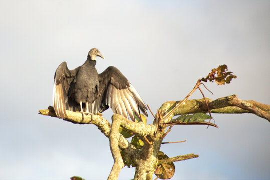 Sunrise on Itaguare beach, Bertioga, Brazil, black vulture (Coragyps atratus) on a dry branch at the top of a tree.