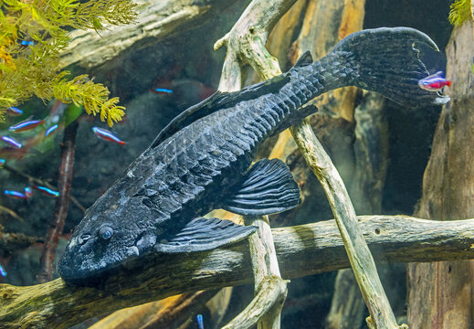 Close-up view of a Paraguay pleco (Hypostomus latifrons)