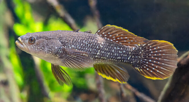 Close-up view of a Spangled gudgeon (Ophiocara ophicephalus)
