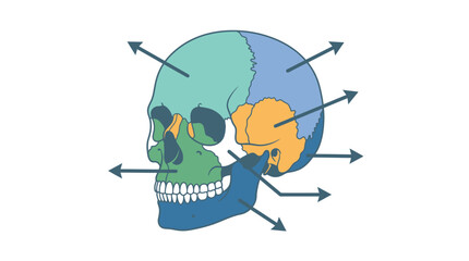 Human Skull Anatomy Medical Illustration. © Harunia