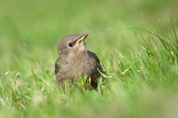 Juvenile common starling holding a blade of grass in its beak, Sturnus vulgaris. Common bird in Czech republic.  © czjonyyy
