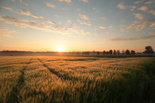 Sunrise over a grain field, trees and forest on the horizon, May, Poland.