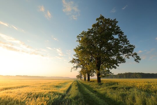 Spring rural landscape at sunrise, ash trees next to a dirt road. May, Poland.