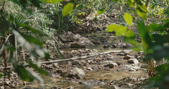 Rocky stream flows through dense tropical jungle with green leaves in foreground. Natural sunlight illuminates water and stones in peaceful forest environment.