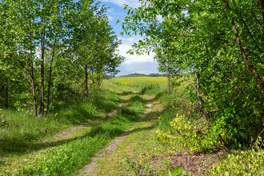A serene country lane winds through vibrant green foliage toward a bright, sun-drenched field of yellow rapeseed blossoms under a soft, partly cloudy sky.