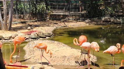 pink flamingos in the lake © Maite
