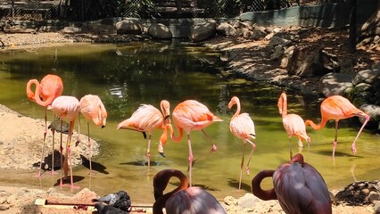 pink flamingos in the lake © Maite