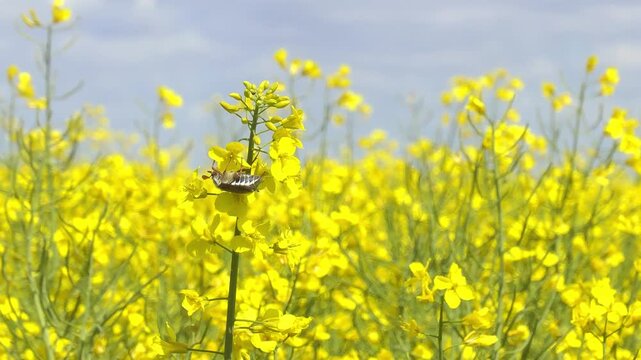 Beetle on a flowering rapeseed stem on a sunny day