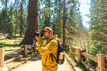 Naklejka premium Man photographing giant sequoia trees in forest park