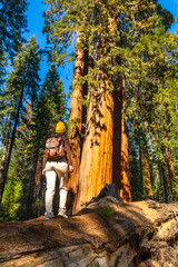Obraz premium Woman tourist sightseeing giant sequoia trees in california forest
