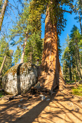 Naklejka premium Tourists exploring giant sequoia tree in national park