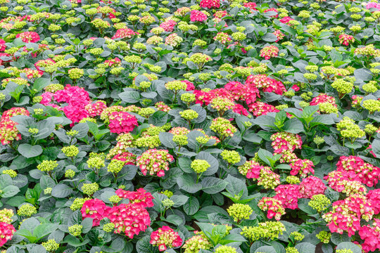 Hydrangea plants cultivated in greenhouse in Luttelgeest Netherlands