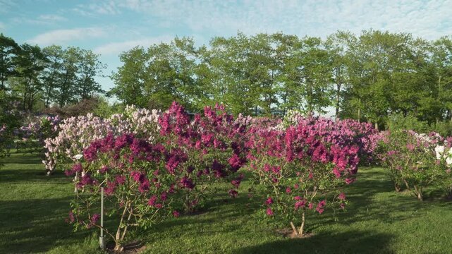 A vibrant panorama captures lush lilac bushes in full bloom under a bright spring sky. This colorful garden scene is perfect for nature documentaries, tourism campaigns, or floral-themed projects. 