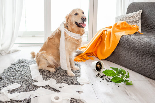 Golden Retriever Making A Mess At Home