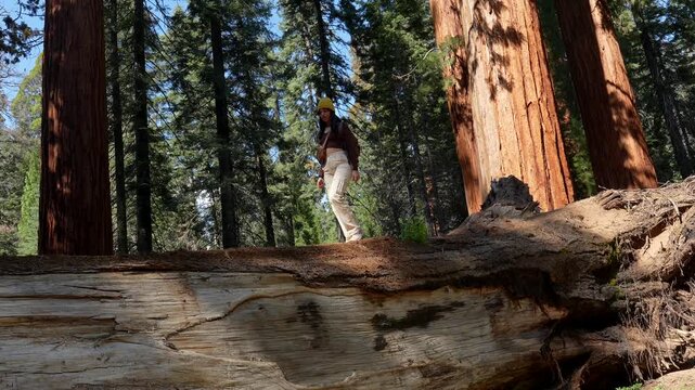Young female traveler with a backpack carefully walking on a giant fallen log, balancing and exploring the majestic forest scenery of sequoia national park on a sunny day in california