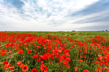 Mecklenburg landscape - red poppy fields in Springtime, Mecklenburg-Vorpommern, Germany, Europe © worldwidephotoweb