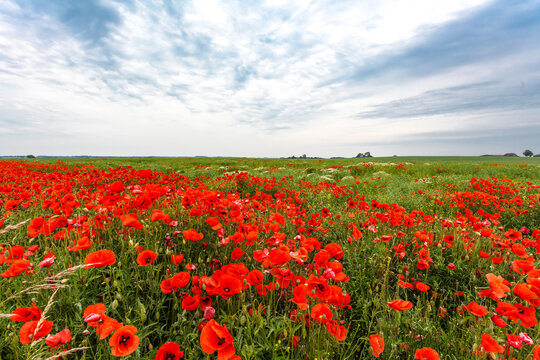 Mecklenburg landscape - red poppy fields in Springtime, Mecklenburg-Vorpommern, Germany, Europe