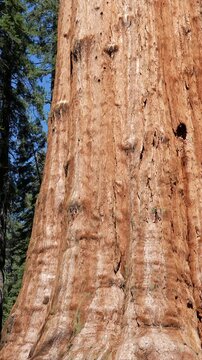 Cheerful young woman in a yellow raincoat standing in front of the general sherman tree, revealing the massive trunk of the giant sequoia during her vacation in california's famous national park