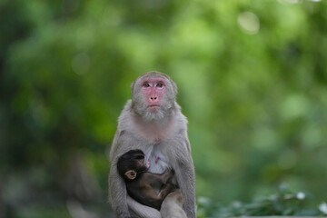 Naklejka premium The mother monkey has a baby clinging to her chest.