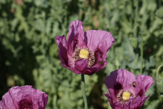 Field of red violett Poppy Flowers in Summer