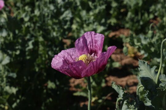 Field of red violett Poppy Flowers in Summer