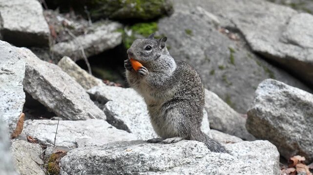 Adorable gray squirrel holding and eating a piece of orange carrot while sitting on a rock in yosemite national park, california. The rodent enjoys its meal surrounded by granite stones