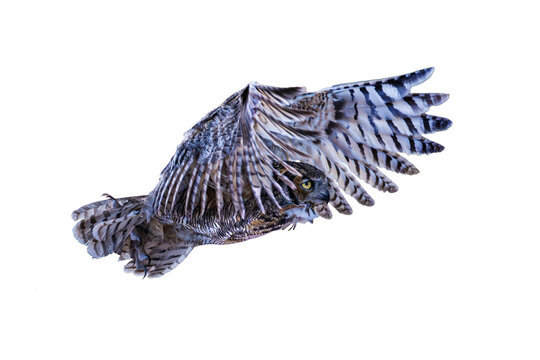 Great Horned Owl (Bubo virginianus) Photo, Taking Off in Flight, on an Isolated, Transparent PNG Background