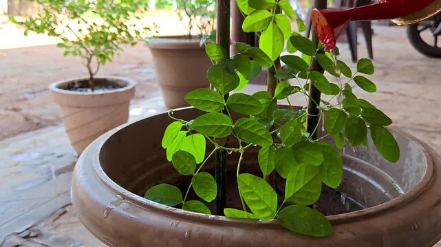 Closeup of butterfly pea (clitoria ternatea) creeper plant being watered in a pot