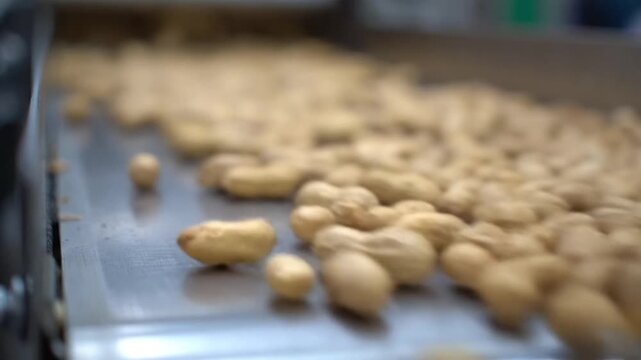 Roasted peanuts moving along a fast industrial conveyor belt in a large manufacturing factory setting during a high speed production motion animation video clip sequence