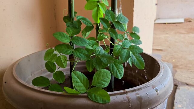 Closeup of butterfly pea (clitoria ternatea) creeper plant being watered in a pot