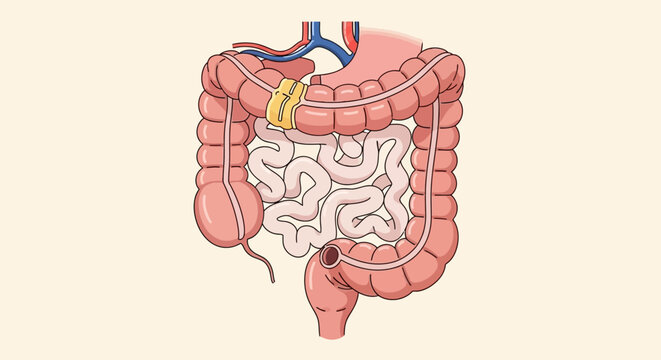 Medical illustration of the human digestive system showing the large and small intestines.