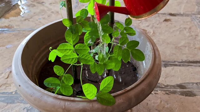 Closeup of butterfly pea (clitoria ternatea) creeper plant being watered in a pot