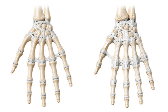 Human hand skeletal anatomy with wrist and finger bones
