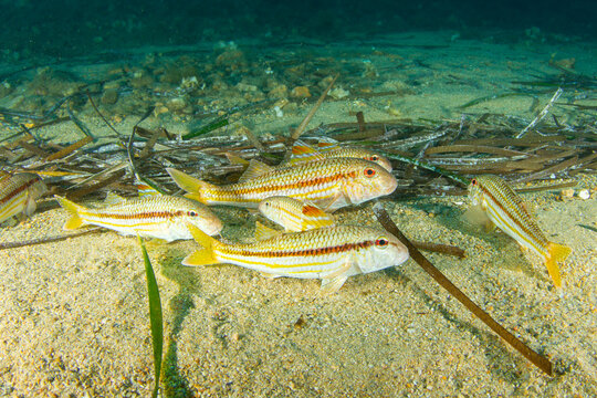Striped Red Mullet &ndash; Mullus surmuletus Over Sandy Seafloor
