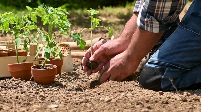 Close up of farmer's hands planting tomato seedling in soil in organic field. Garden work in spring. Traditional agriculture. Footage.